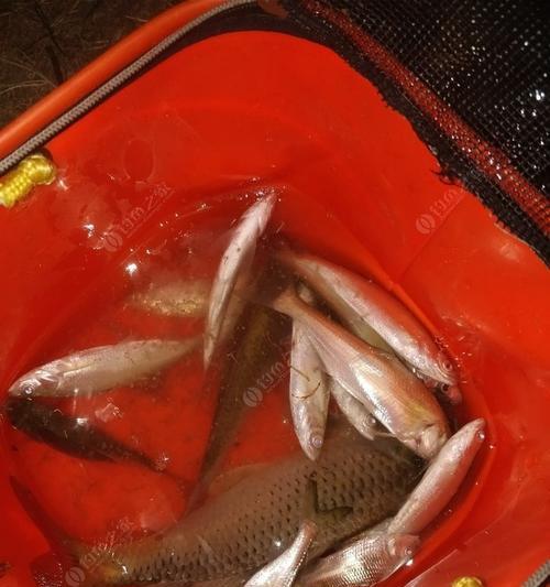 冬季钓鲫鱼夜钓技巧有哪些？如何提高夜钓鲫鱼的收获？