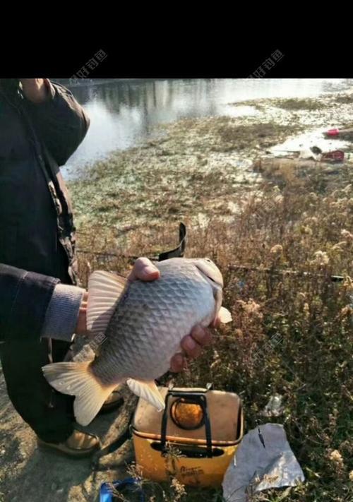 冬季钓鱼打窝技巧有哪些？如何提高钓鱼成功率？