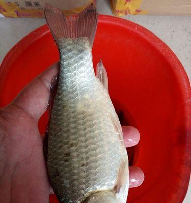 冬季钓鱼的3个钓鲫小技巧是什么？如何提高钓鲫鱼的成功率？