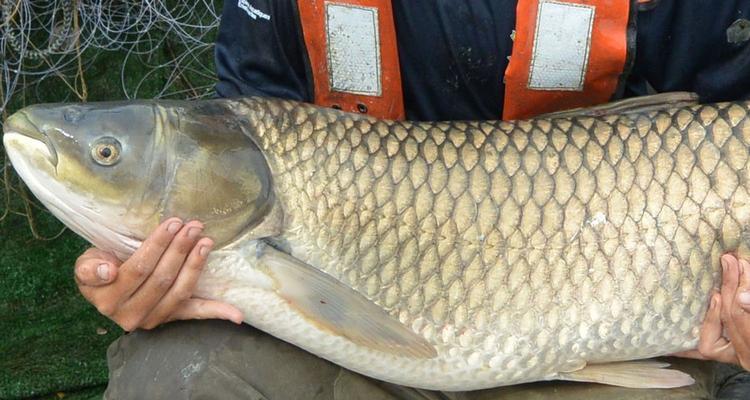 冬季钓鱼的最佳方法是什么？有哪些技巧可以提高成功率？