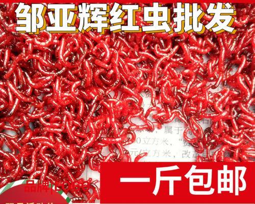 冬季钓鱼挂红虫方法和技巧是什么？如何提高钓鱼成功率？