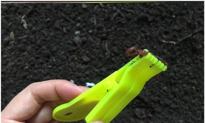 冬季钓鱼挂红虫方法和技巧是什么？如何提高钓鱼成功率？