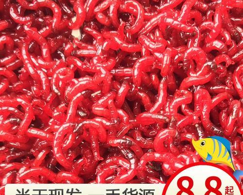冬季钓鱼红虫钓饵怎么选？有哪些技巧可以提高钓鱼效率？