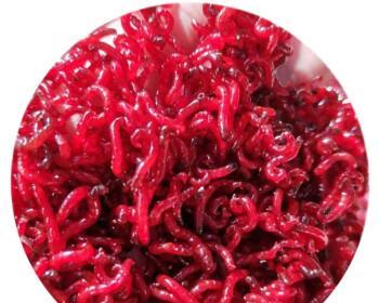 冬季钓鱼红虫挂饵技巧有哪些？如何提高钓鱼成功率？
