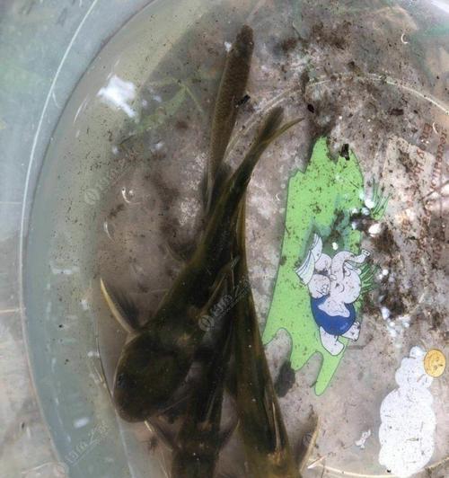 冬季钓鱼技巧昂刺钓法有哪些？如何提高冬季钓鱼的成功率？