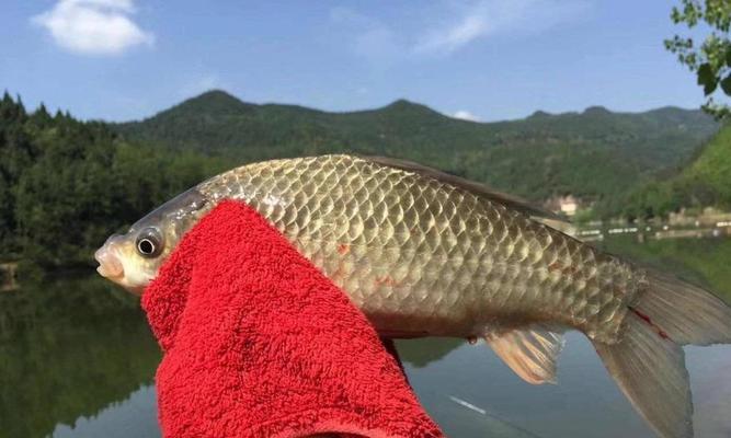 冬季如何使用技巧钓到大鲫鱼？有哪些有效的钓鱼方法？