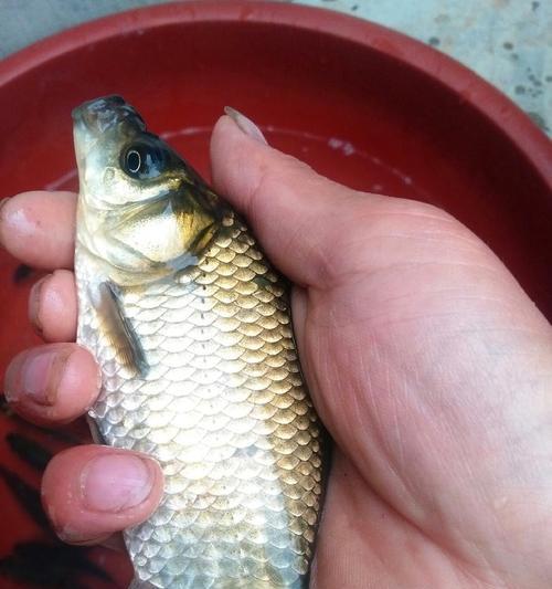 冬季钓鱼技巧钓鲫鱼有哪些？如何提高钓鲫鱼的成功率？