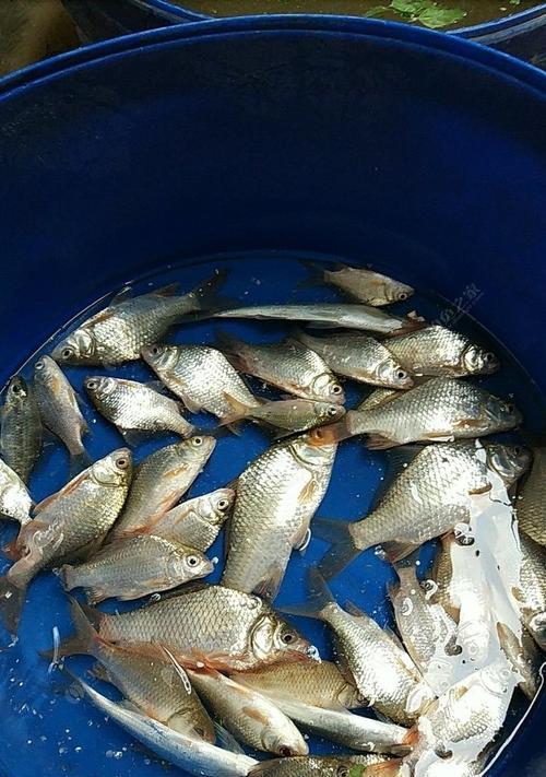 冬季钓鱼技巧钓鲫鱼有哪些？如何提高钓鲫鱼的成功率？