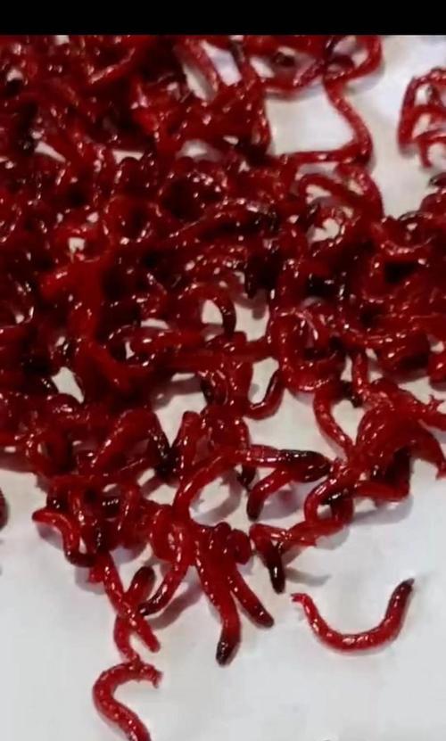 冬季钓鱼技巧红虫有哪些？如何正确使用红虫提高钓鱼效率？
