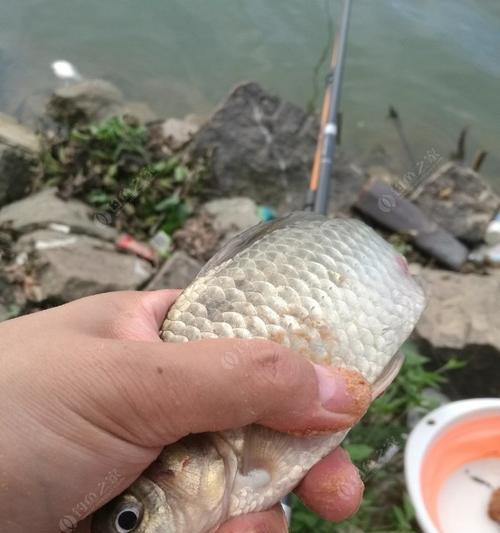 冬季钓鱼技巧鲤鱼饵料怎么配？如何根据季节调整饵料配方？