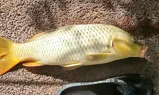 冬季钓鱼技巧全知识鲤鱼？如何在寒冷季节成功钓到鲤鱼？