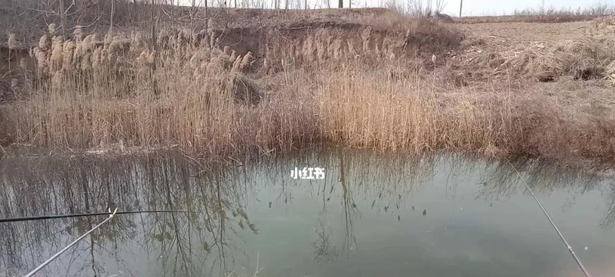 冬季钓鱼选钓位和时间有什么技巧？如何提高钓鱼成功率？
