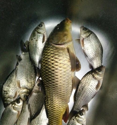 冬季钓鱼技巧野钓大鲫鱼北方有哪些？如何提高北方野钓大鲫鱼的成功率？