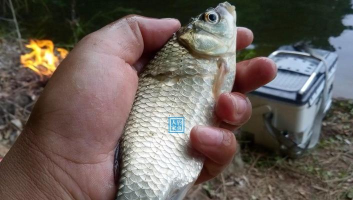 冬季钓鱼技巧野钓鲫鱼口诀是什么？如何提高钓鲫鱼的成功率？