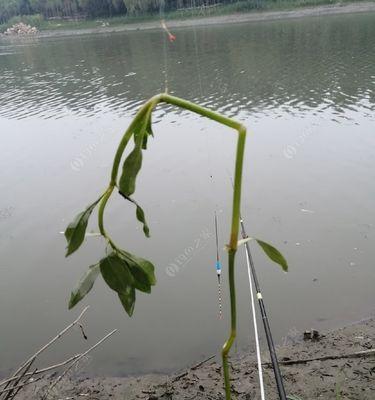 冬季钓鱼如何选择最佳天气？有哪些实用的选天气技巧？