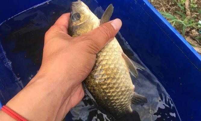 冬季钓鱼选位置技巧有哪些？如何根据天气和季节选择最佳钓鱼点？