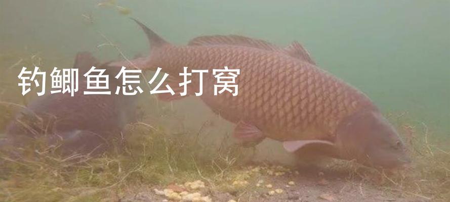 冬季钓鱼用打窝技巧？如何正确使用打窝技巧提高钓鱼效率？