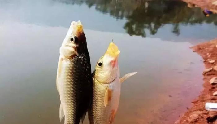 冬季钓鱼时如何巧妙搭配线组？有哪些技巧可以提高成功率？