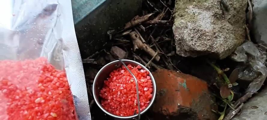 冬季肥水塘钓鱼用什么饵料好？如何根据天气调整钓鱼技巧？