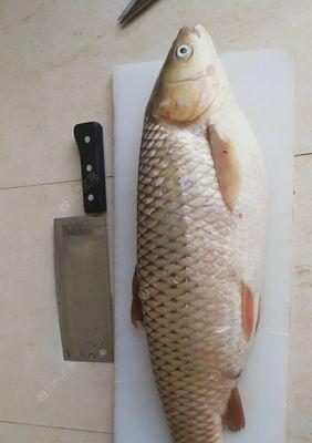 冬季海竿钓鱼技巧野钓鲤鱼？如何提高冬季野钓鲤鱼的成功率？