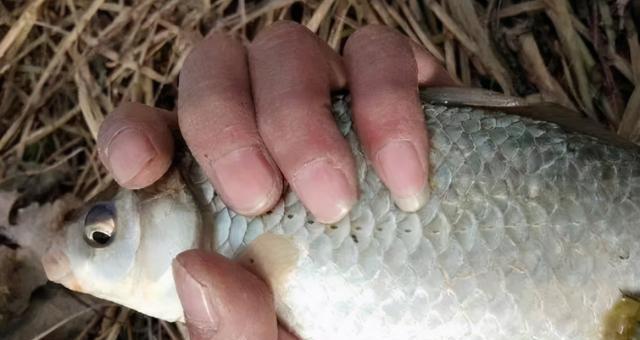 冬季河里野钓鲫鱼技巧有哪些？如何提高冬季野钓鲫鱼的成功率？