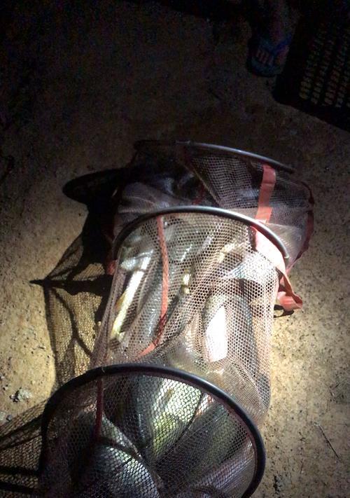 冬季黑坑钓鱼夜钓技巧和方法有哪些？如何提高夜钓成功率？
