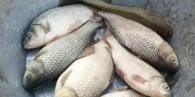 冬季黑坑混养钓鱼技巧是什么？如何提高冬季钓鱼成功率？
