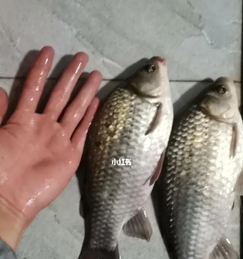 冬季黑坑夜钓钓鱼技巧和方法是什么？如何提高夜钓成功率？