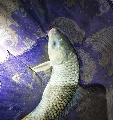 冬季黑坑夜钓鲤鱼的技巧是什么？如何提高夜钓鲤鱼的成功率？