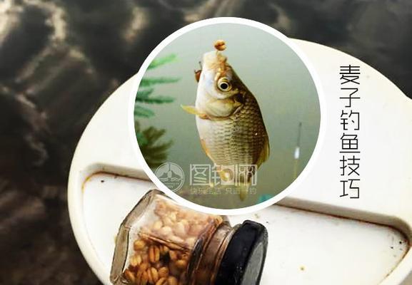 冬季红薯钓鱼技巧有哪些？如何提高冬季钓鱼成功率？
