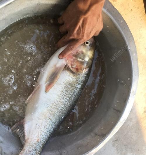 冬季湖库野钓胖头鱼有哪些技巧？如何提高钓获率？
