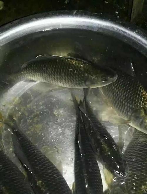 冬季淮安白马湖钓鱼藕塘技巧有哪些？如何提高钓鱼成功率？