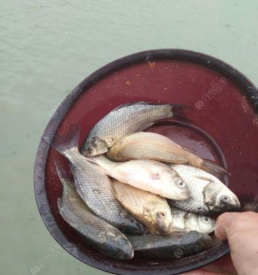 冬季黄浦江钓鱼技巧有哪些？如何提高冬季钓鱼成功率？
