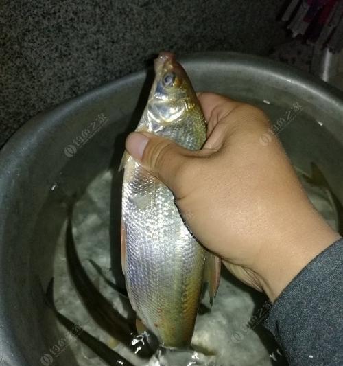 冬季黄尾钓鱼技巧有哪些？如何提高冬季黄尾鱼的钓获率？