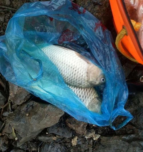 冬季江河钓鱼技巧有哪些？适合的饵料是什么？