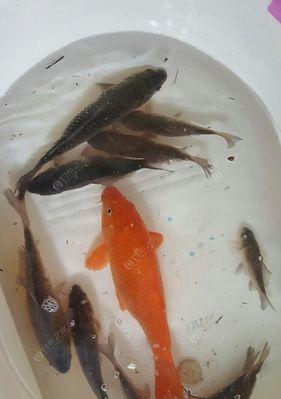 冬季江河钓鱼技巧有哪些？适合的饵料是什么？