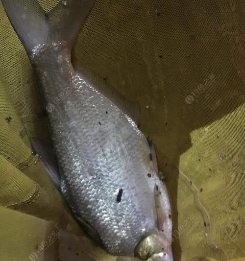 冬季在浏阳河夜钓应该注意哪些技巧？如何提高钓鱼成功率？