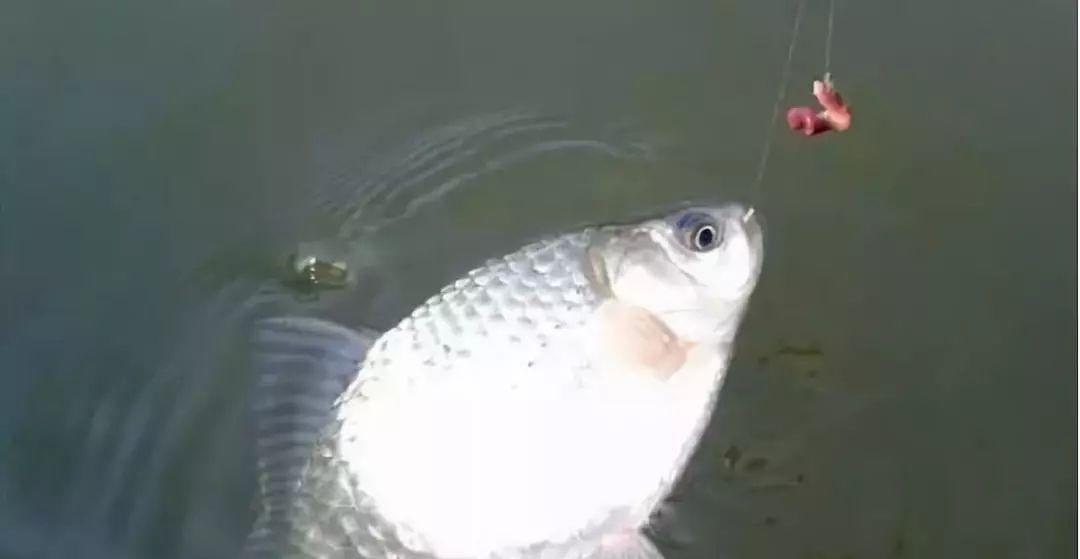 冬季流水野钓鲫鱼时调漂技巧是什么？如何有效应对流水环境？