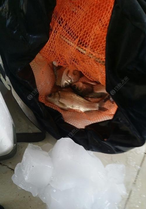 冬季骆马湖钓鱼技巧有哪些？如何提高冬季钓鱼成功率？