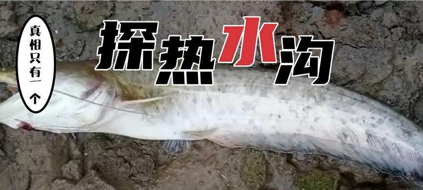 冬季闷竿钓鱼技巧教程？如何应对低温天气的钓鱼挑战？