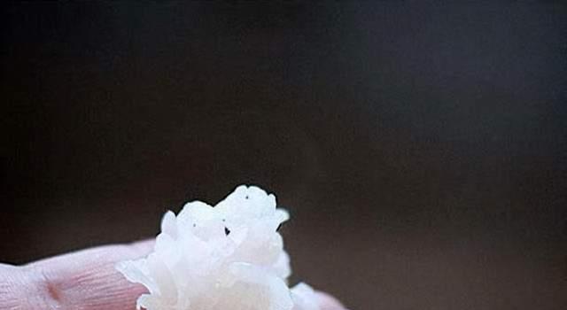 冬季米饭钓鱼技巧有哪些？如何提高冬季钓鱼成功率？