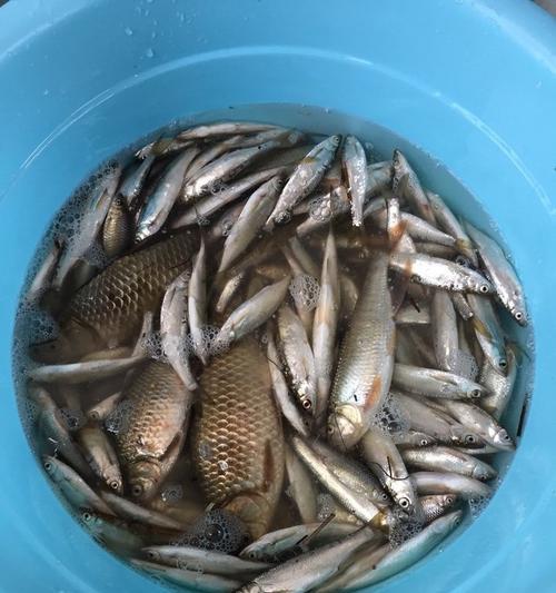 冬季藕塘水浅如何垂钓大鲫鱼？有哪些技巧？