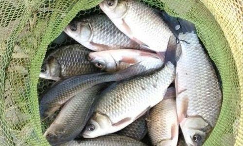 冬季浅水野钓鲫鱼技巧及方法？如何提高冬季钓鱼的成功率？