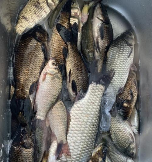冬季桥筏夜钓鲫鱼技巧有哪些？如何提高钓鲫鱼的成功率？
