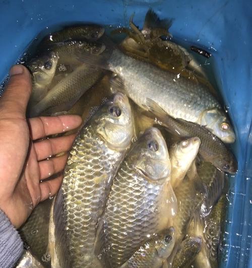 冬季桥筏夜钓鲫鱼技巧有哪些？如何提高钓鲫鱼的成功率？