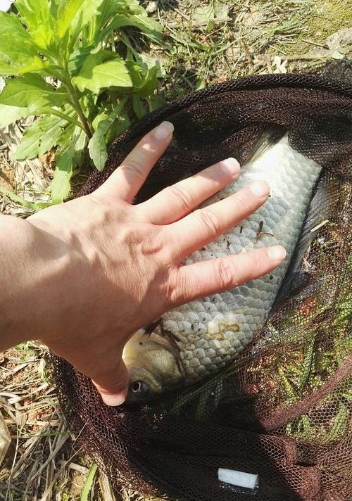 冬季山塘野钓鲫鱼技巧有哪些？如何提高钓鲫鱼的成功率？