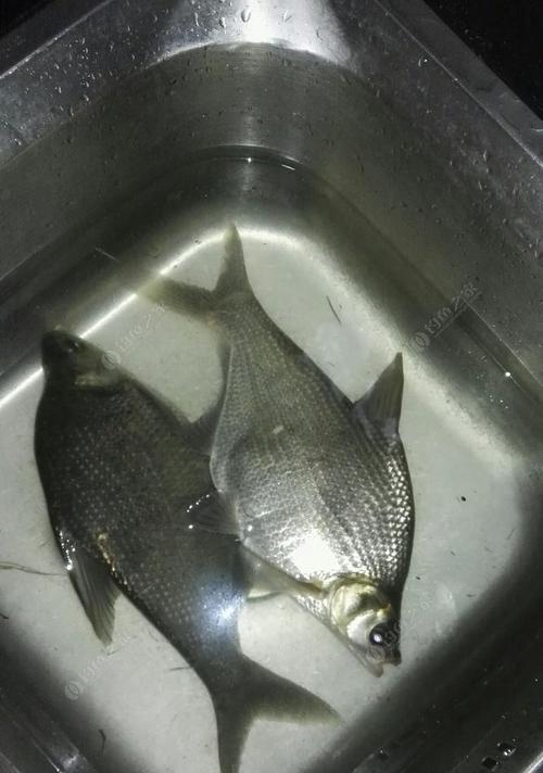 冬季水库野钓鳊鱼技巧有哪些？如何提高钓获率？