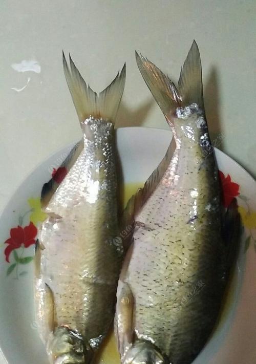 冬季水库野钓鳊鱼技巧有哪些？如何提高钓获率？