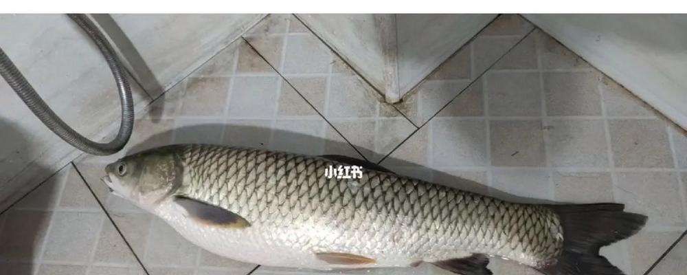 冬季水库野钓草鱼技巧有哪些？如何提高成功率？