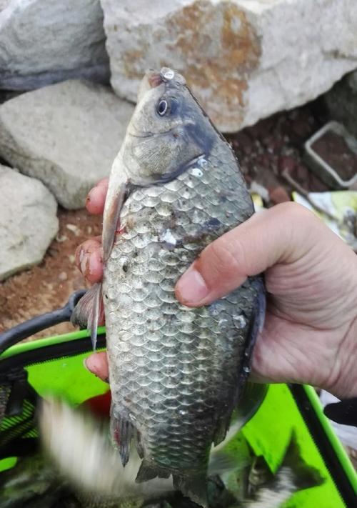 冬季水库野钓鲫鱼选位技巧是什么？如何提高钓获率？